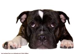 Staffordshire Bull Terrier Large Topper