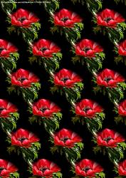Red Anemone on Black Backing Paper Large Flower