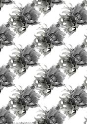 Anemone in Grey Background Paper Large Flower