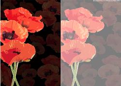 Poppy on Black Backgrounds