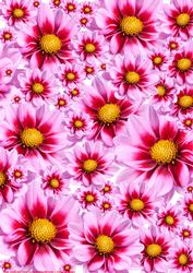 Dahlia Paper