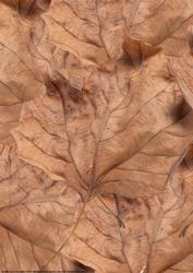 Autumn Leaves Backing Paper