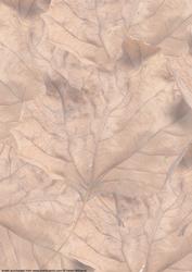 Autumn Leaves Vellum
