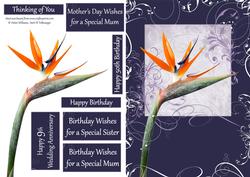 Bird of Paradise Swirl Step by Step