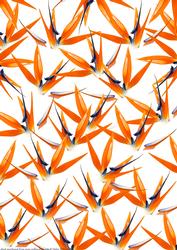 Birds of Paradise Backing Paper