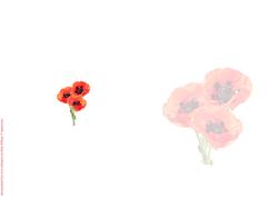 Poppy Trio on White Insert