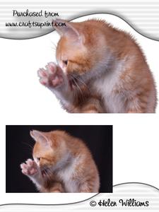 Talk to the Paw Kitten Image