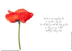Poppy & Words Insert: Will You Marry Me?
