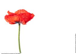 Poppy & Words Insert - plain