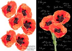 Poppy Trio & Words Step by Step