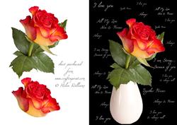 Rose & Words Step by Step