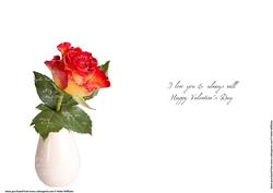 Rose & Words Insert Valentine's Day
