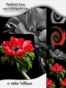 Solo Stunning Anemone Image Cu4cu