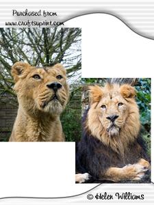 Lion & Lioness Images Cu4cu