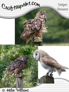 Owl Trio Cu4cu Images