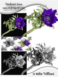 Anemone in Colour & Black & White Cu4cu Images