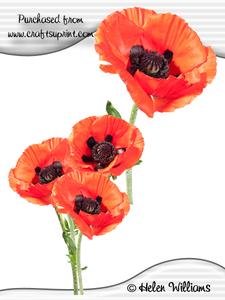Poppy Cu4cu Image