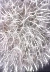 Electric Web Backing Paper