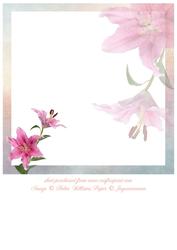 Stargazer Lily Insert