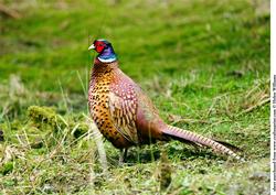 Pheasant A4 Topper