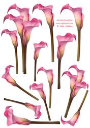 Cala Lily