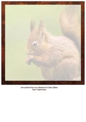 Red Squirrel on Leafy Brown 8x8 Inch Insertt