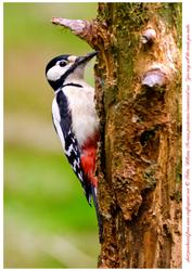 Woodpecker Topper
