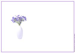 Californian Bluebells Insert