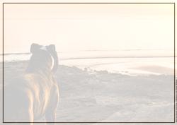 Staffordshire Bull Terrier at Sunset Insert