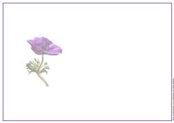 Purple Anemone Insert