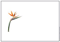 Bird of Paradise Insert