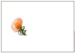 Scabiosa (pin Cushion) Flower Ink Saving Insert