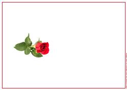 Single Red Rose Ink Saving Insert