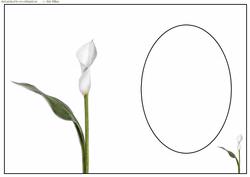 Cala Lily Sympathy Insert-sh0022