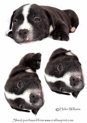 Puppy Step by Step