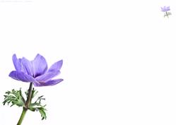 Purple Anemone Insert Sh0033