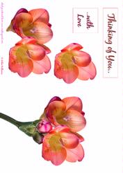 Freisa Card Sheet-sh0043