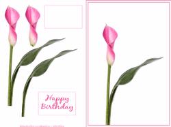 Pink Cala Lily Step by Step