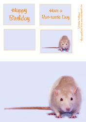 Rat Quick Card Birthday Card Sh0071
