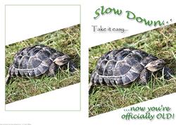 Retirement, 65th, 60th Birthday Tortoise Card