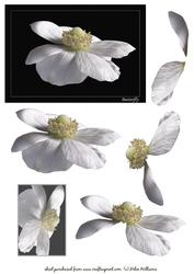 White Anemone 'butterfly' Image & Decoupage