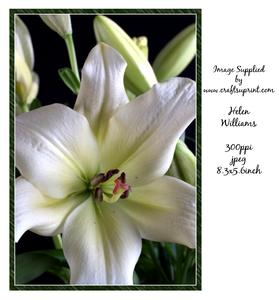 Lily Image, Colour & Black and White.