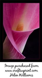 Hot Pink Cala Lily Image If0065