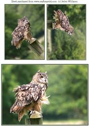 Owl Toppers / Card Fronts.