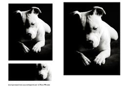 Black & White Staffordshire Bull Terrier Topper