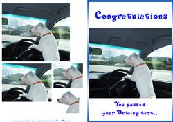 Staffordshire Bull Terrier Driving Test Card & Pyramage