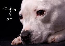 Thinking of You A4 Staffordshire Bull Terrier Card