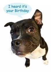 A4 Staffordshire Bull Terrier Birthday Card