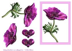 Pink Anemone Card Front 7x5inch