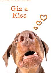 Giz a Kiss Funny Doberman Dog A4 Card